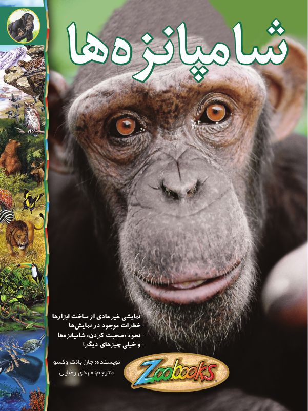 شامپانزده ها | شبکه دانی